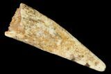 Fossil Pterosaur (Siroccopteryx) Tooth - Morocco #145791-1
